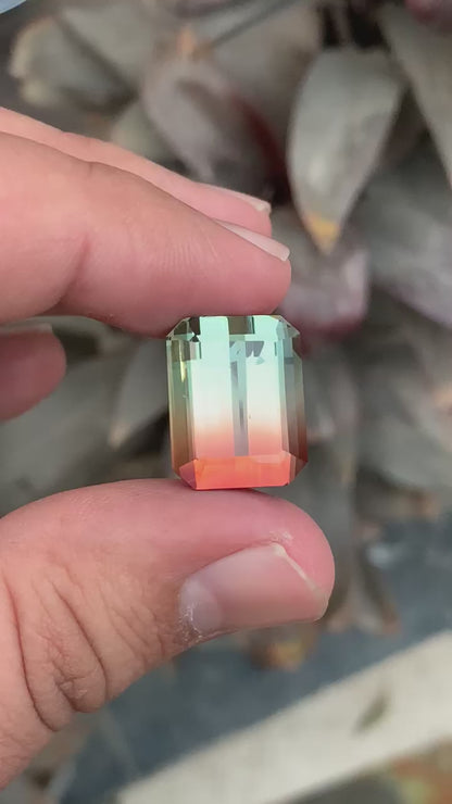 Afghani tricolour tourmaline